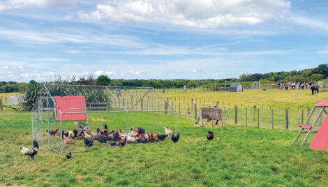 A bunch of chickens and hens roaming around in a free range farm